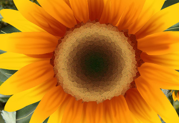 sunflower illustration in photo